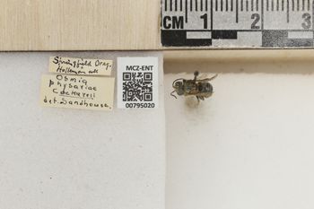 Media type: image;   Entomology 795020 Aspect: Labels